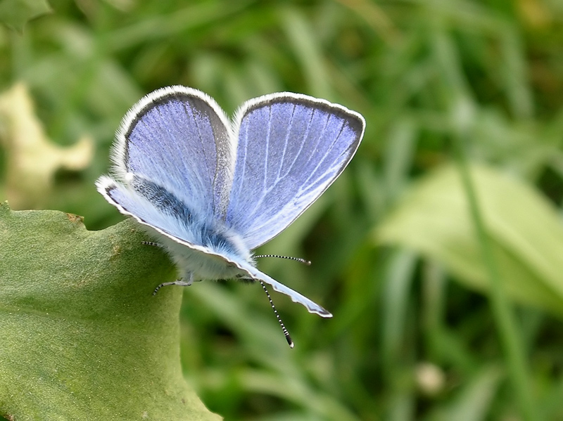 foto per libro farfalle elbane